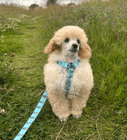 Otterly Lovely XXXS Puppy Harness – Ideal Harness for Puppies and Tiny Pets - Pet Supplier Store