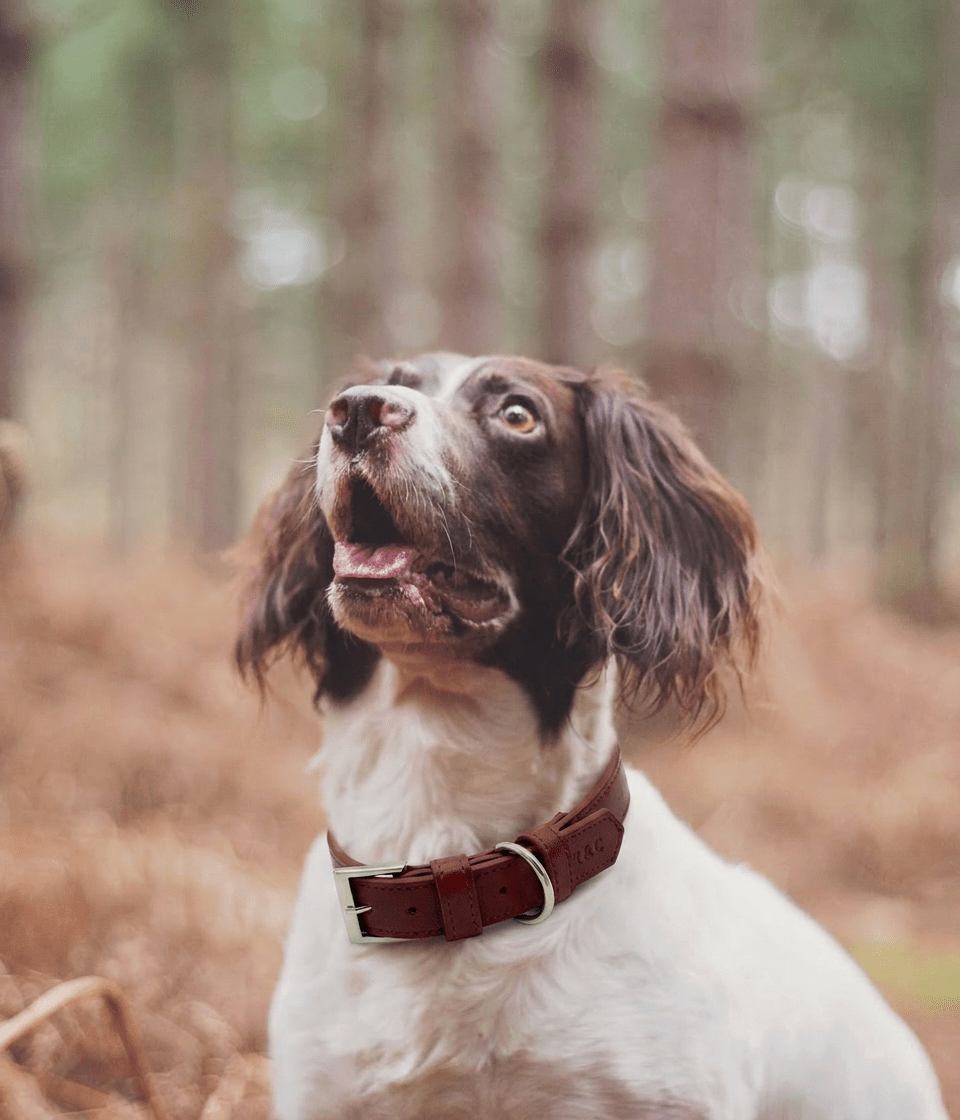 Oxblood Red Leather Dog Collar - Pet Supplier Store