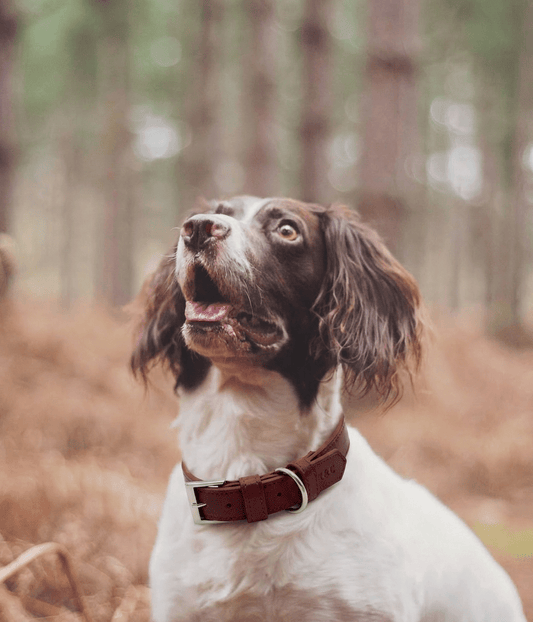 Oxblood Red Leather Dog Collar - Pet Supplier Store
