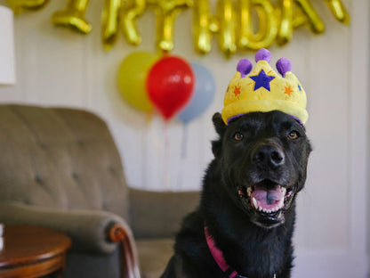 Party Time Canine Crown Plush Dog Toy - Pet Supplier Store