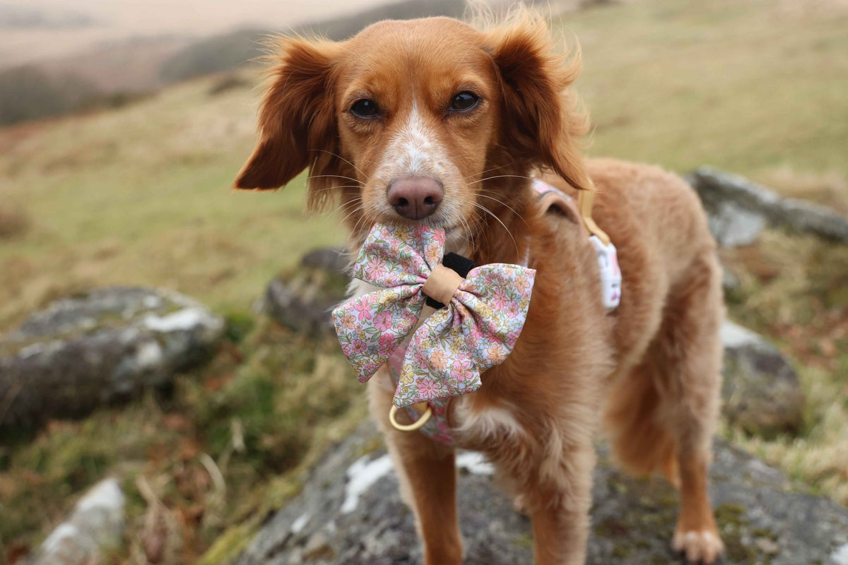 Pastel Petals - Dog Sailor Bow Tie - Pet Supplier Store