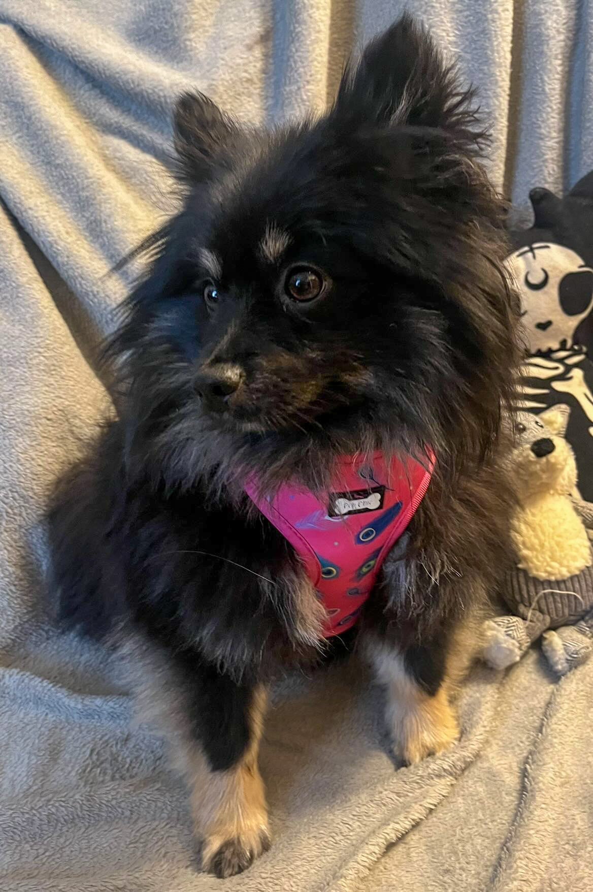 Peacock Power Adjustable Dog Harness - hot pink peacock feather dog harness - Pet Supplier Store