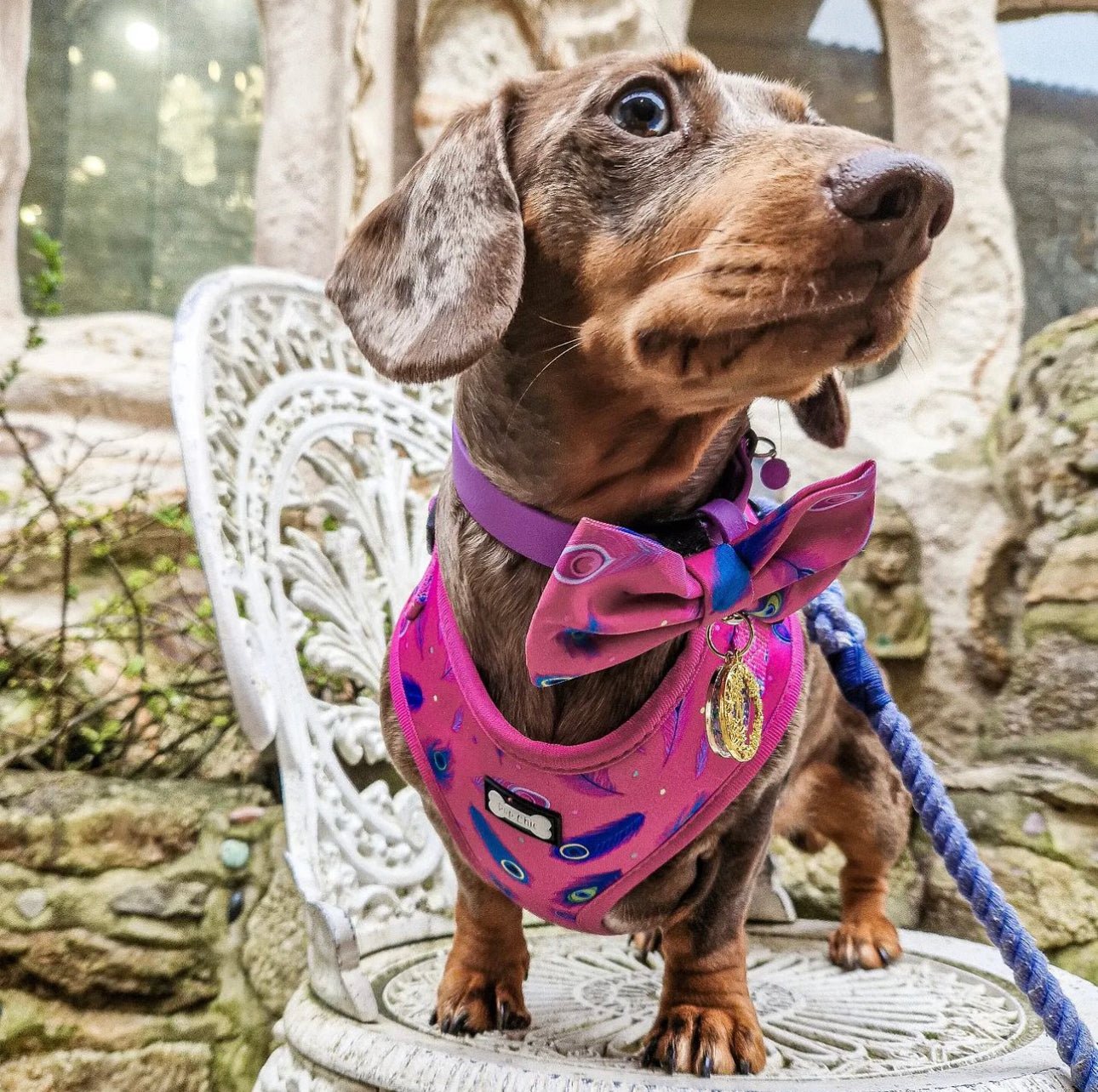 Peacock Power Adjustable Dog Harness - hot pink peacock feather dog harness - Pet Supplier Store