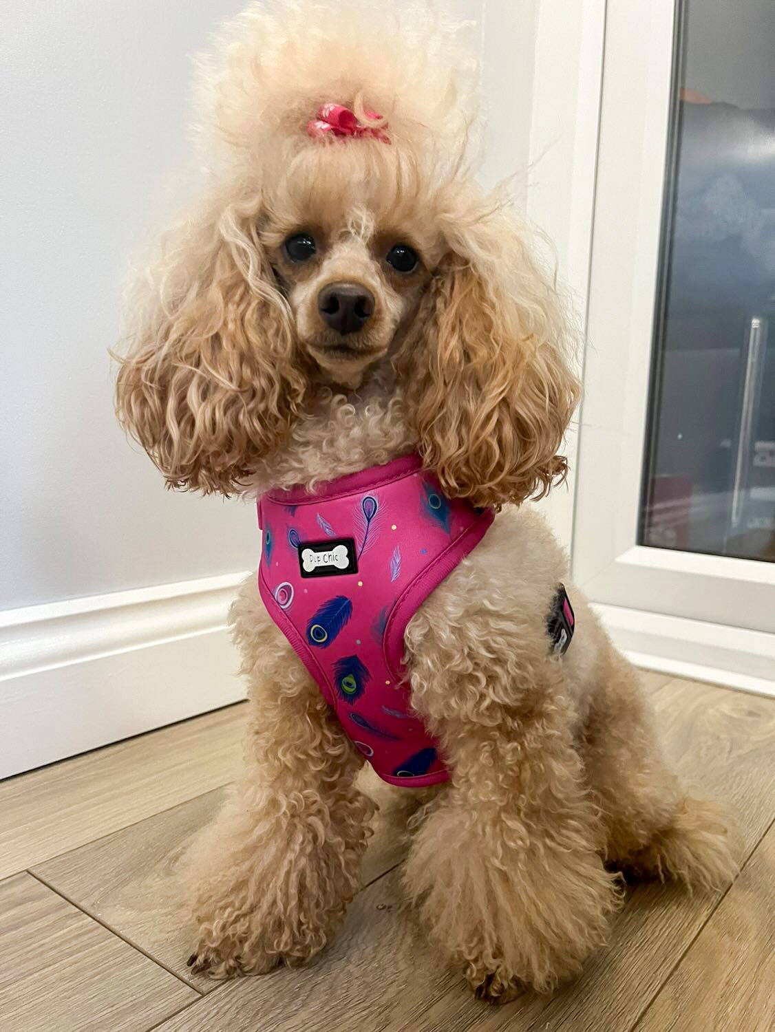 Peacock Power Adjustable Dog Harness - hot pink peacock feather dog harness - Pet Supplier Store