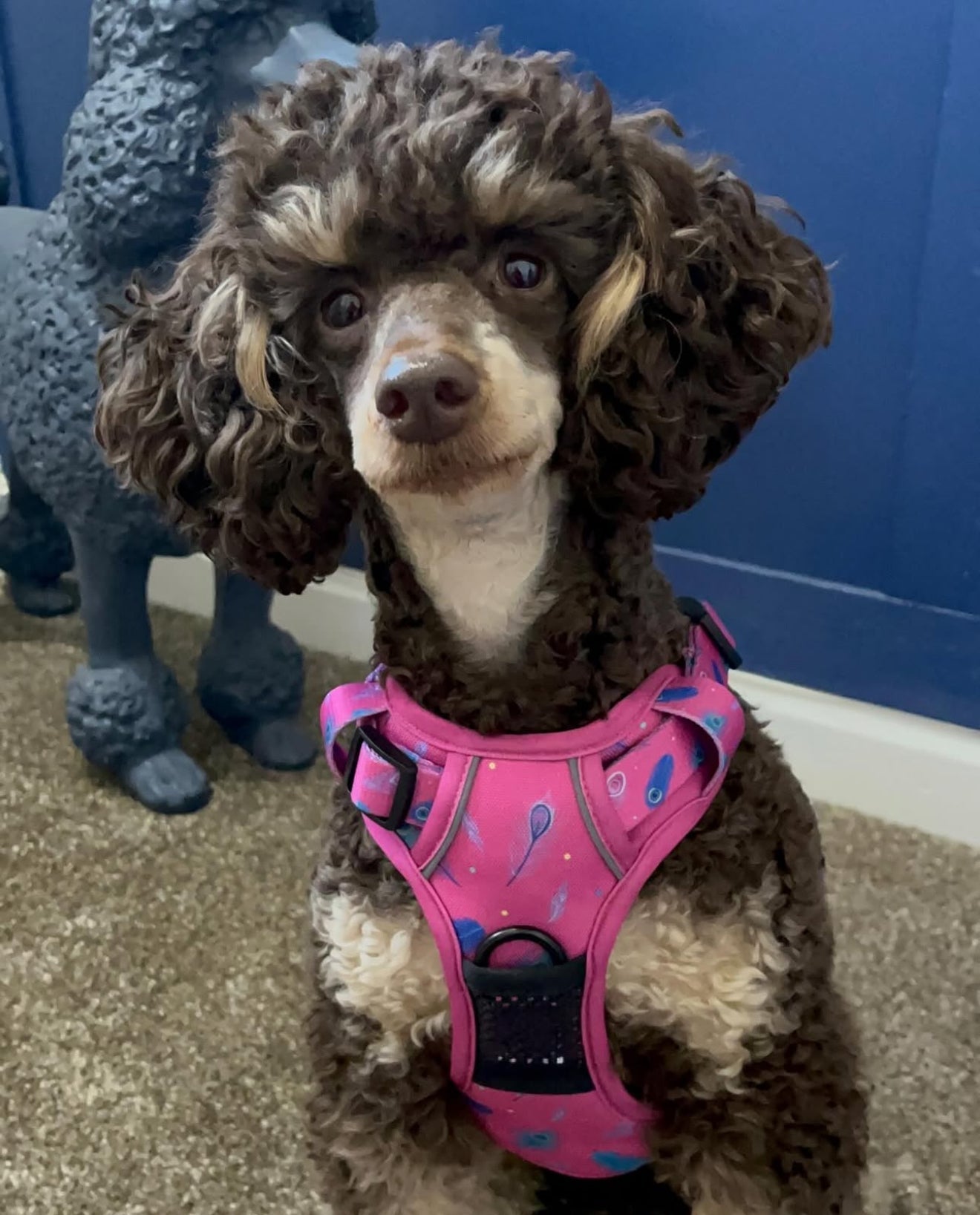 Peacock Power No Pull Tactical Dog Harness – Pink Peacock Feather Print, Adjustable, Step-In (Small-XL) - Pet Supplier Store