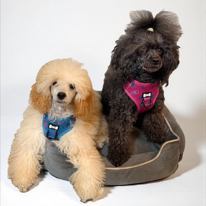Peacock Power Step-In Adjustable Harness – Pretty, Practical & Perfect for Tiny Pups - Pet Supplier Store