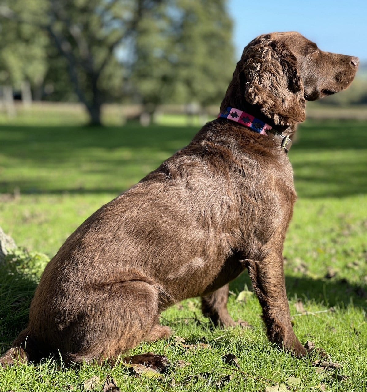 Polo Style Dog Collar - Pet Supplier Store