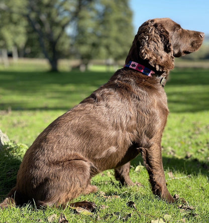 Polo Style Dog Collar - Pet Supplier Store