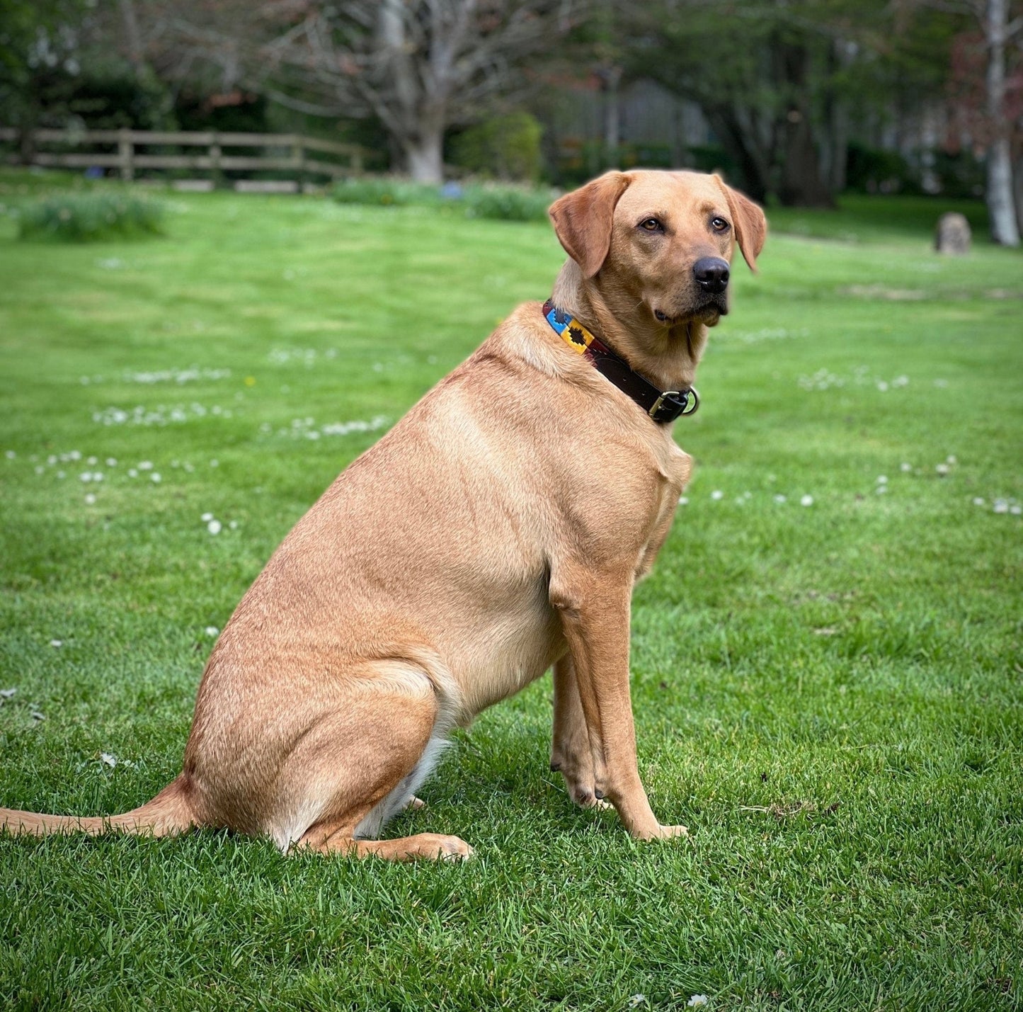 Polo Style Dog Collar - Pet Supplier Store