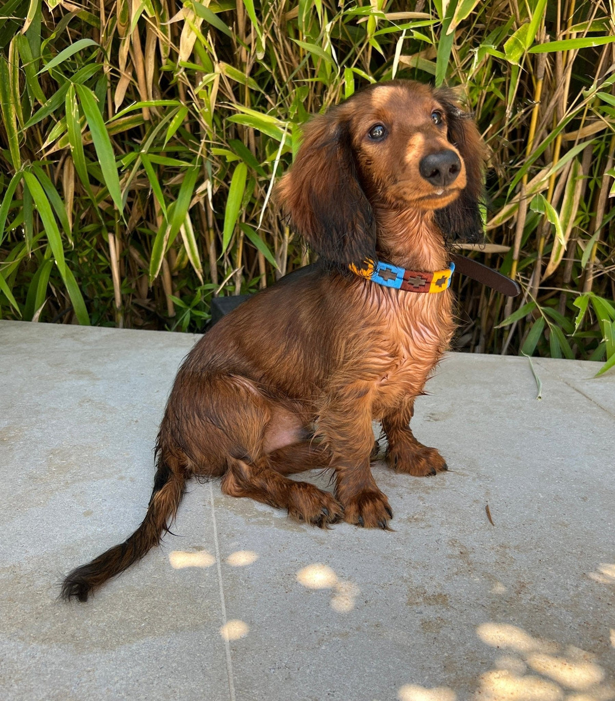 Polo Style Dog Collar - Pet Supplier Store