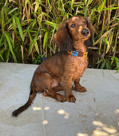 Polo Style Dog Collar - Pet Supplier Store