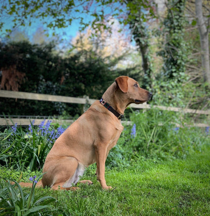 Polo Style Dog Collar - Pet Supplier Store