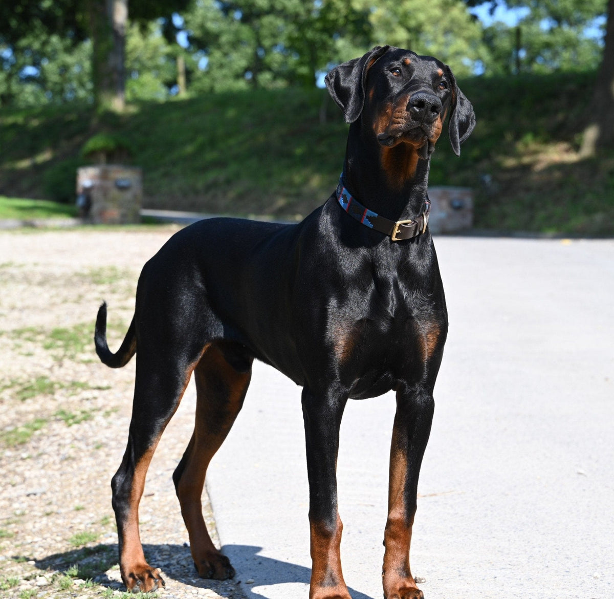 Polo Style Dog Collar - Pet Supplier Store