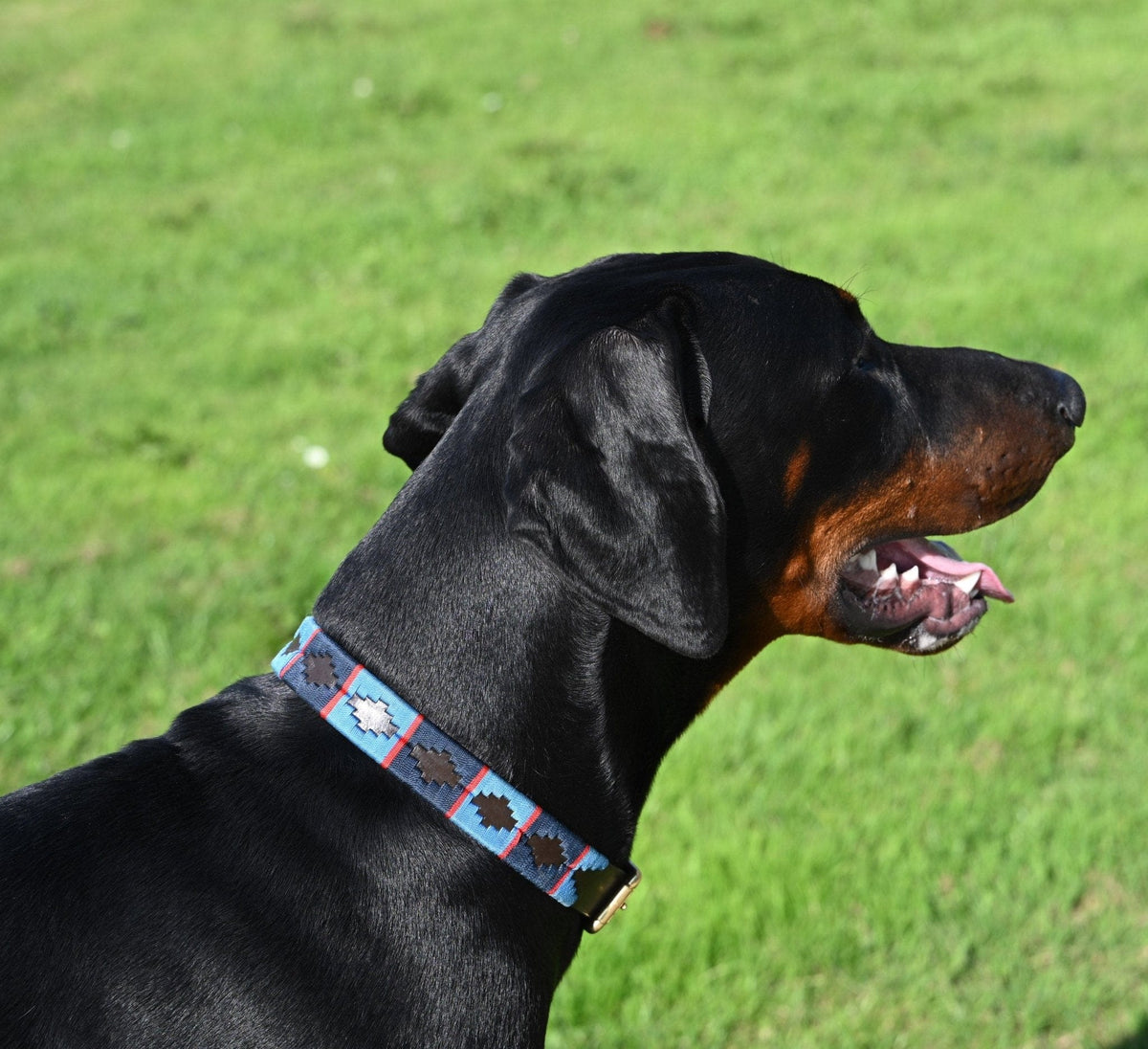 Polo Style Dog Collar - Pet Supplier Store
