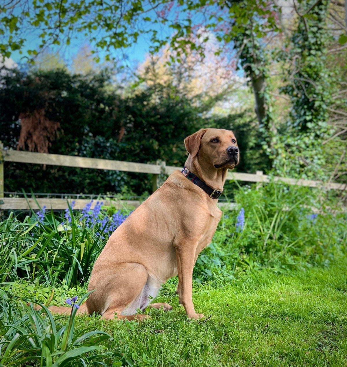 Polo Style Dog Collar - Pet Supplier Store