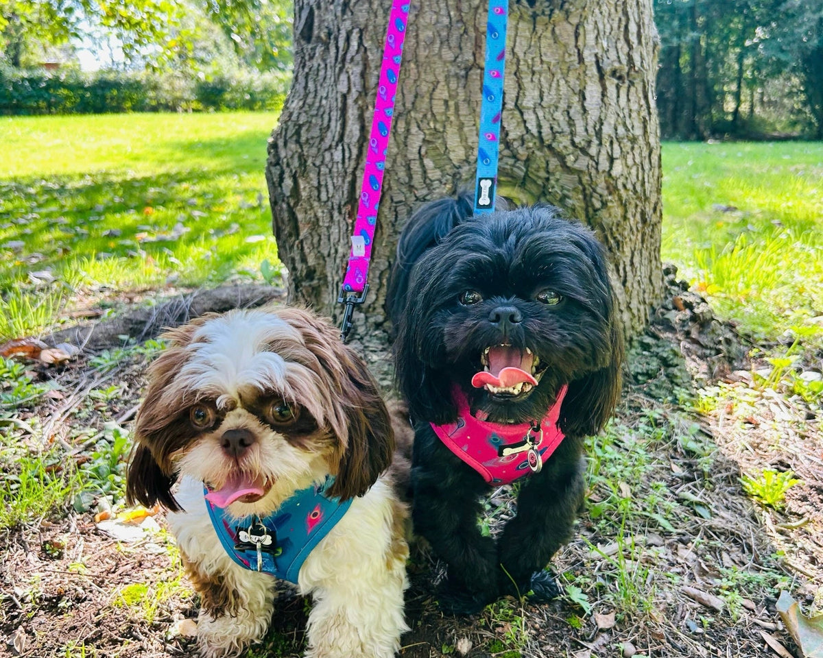 Power Peacock Step-In Adjustable Harness – Easy, Comfy & Made for Stylish Small Dogs! - Pet Supplier Store