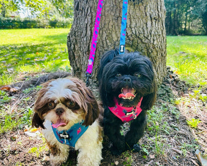 Power Peacock Step-In Adjustable Harness – Easy, Comfy & Made for Stylish Small Dogs! - Pet Supplier Store