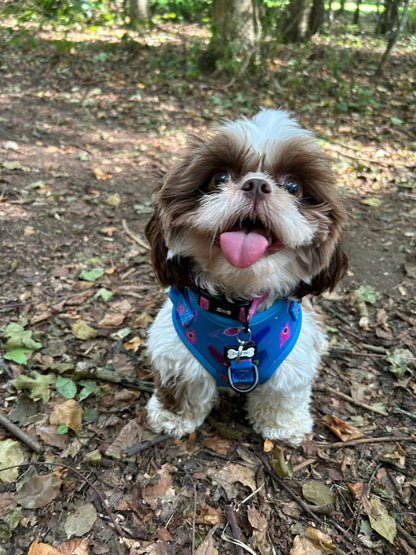 Power Peacock Step-In Adjustable Harness – Easy, Comfy & Made for Stylish Small Dogs! - Pet Supplier Store