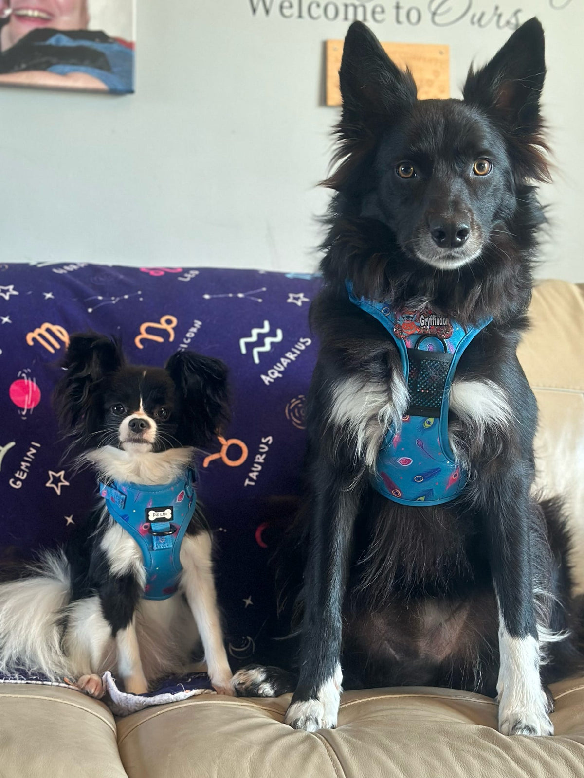 Power Peacock Tactical Dog Harness – No Pull & Fully Adjustable - Pet Supplier Store