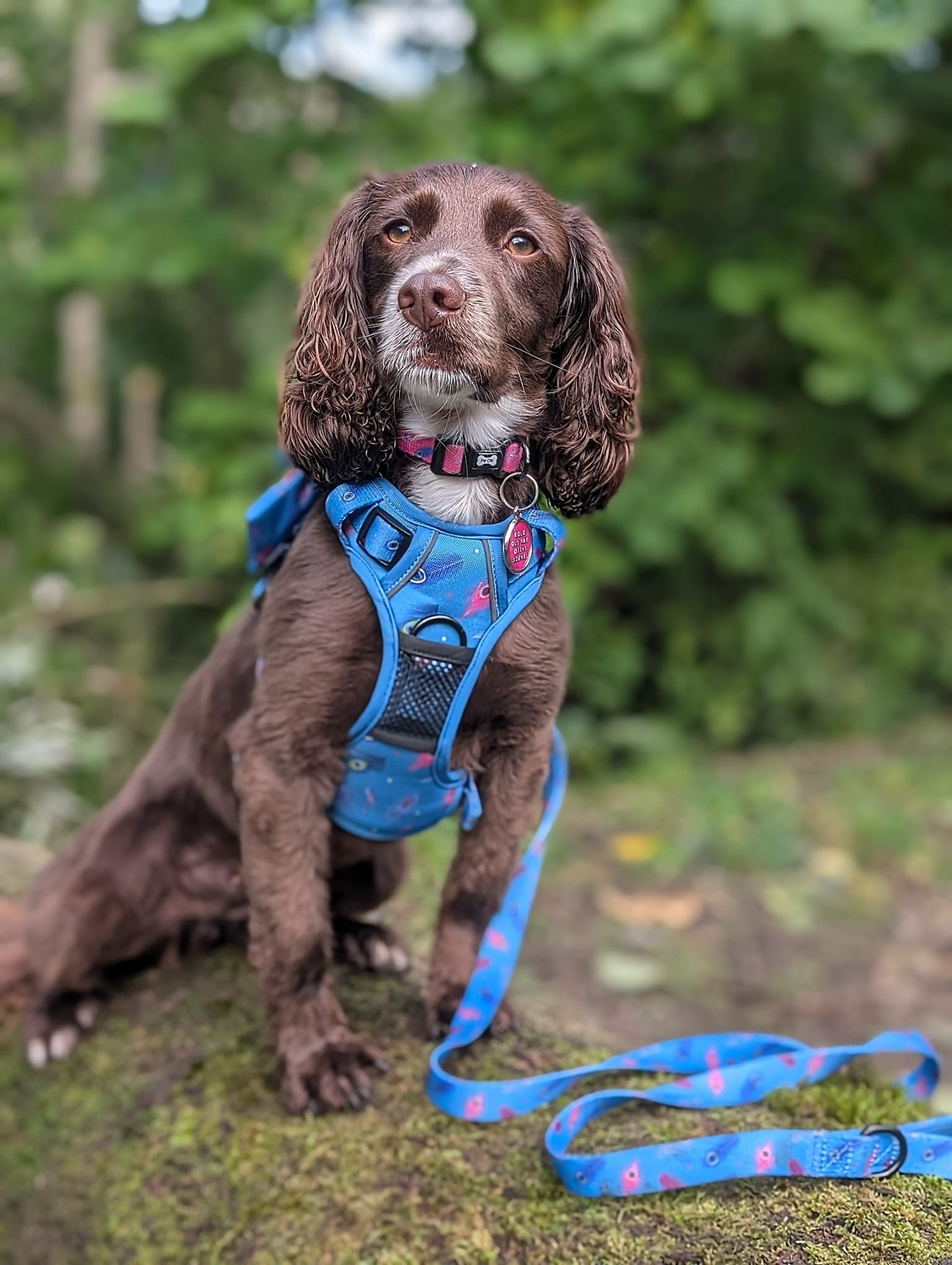 Power Peacock Tactical Dog Harness – No Pull & Fully Adjustable - Pet Supplier Store