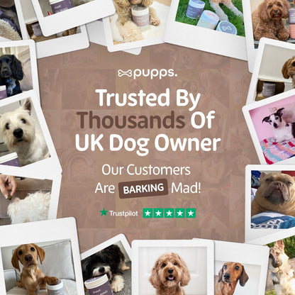 Pre & Probiotic Treats - Pet Supplier Store