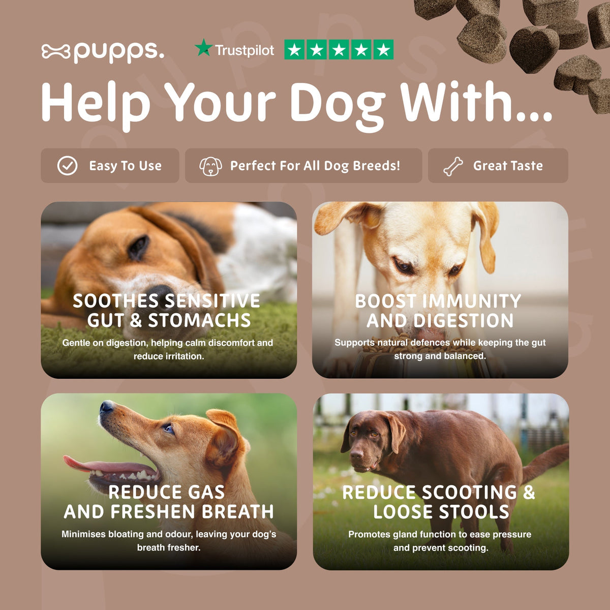 Pre & Probiotic Treats - Pet Supplier Store