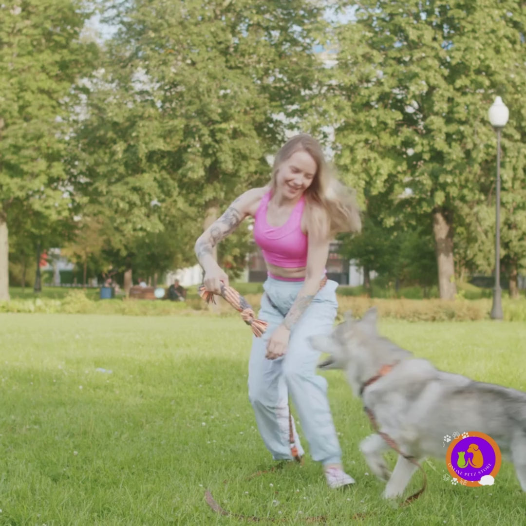 dog playing in the park