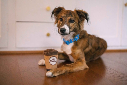 Pup Cup Cafe Doggo's Java - Pet Supplier Store
