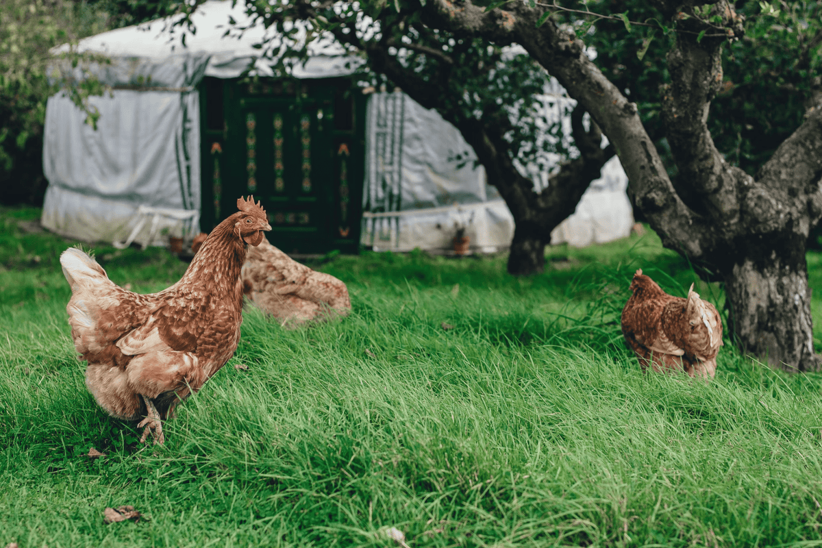 Puppy Chicken & Rice - Pet Supplier Store