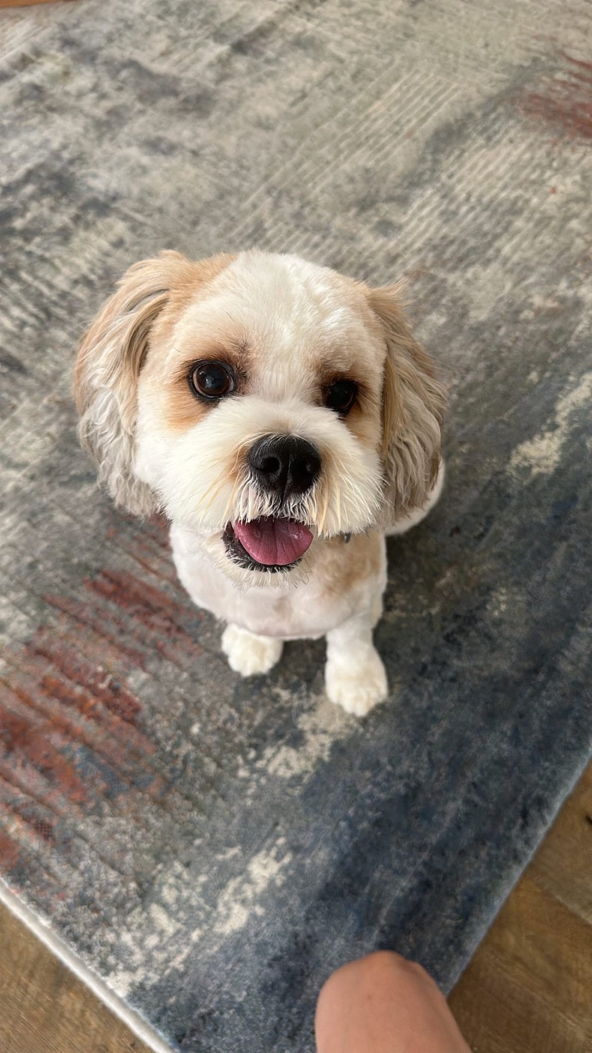Puppy - Scottish Salmon - Pet Supplier Store
