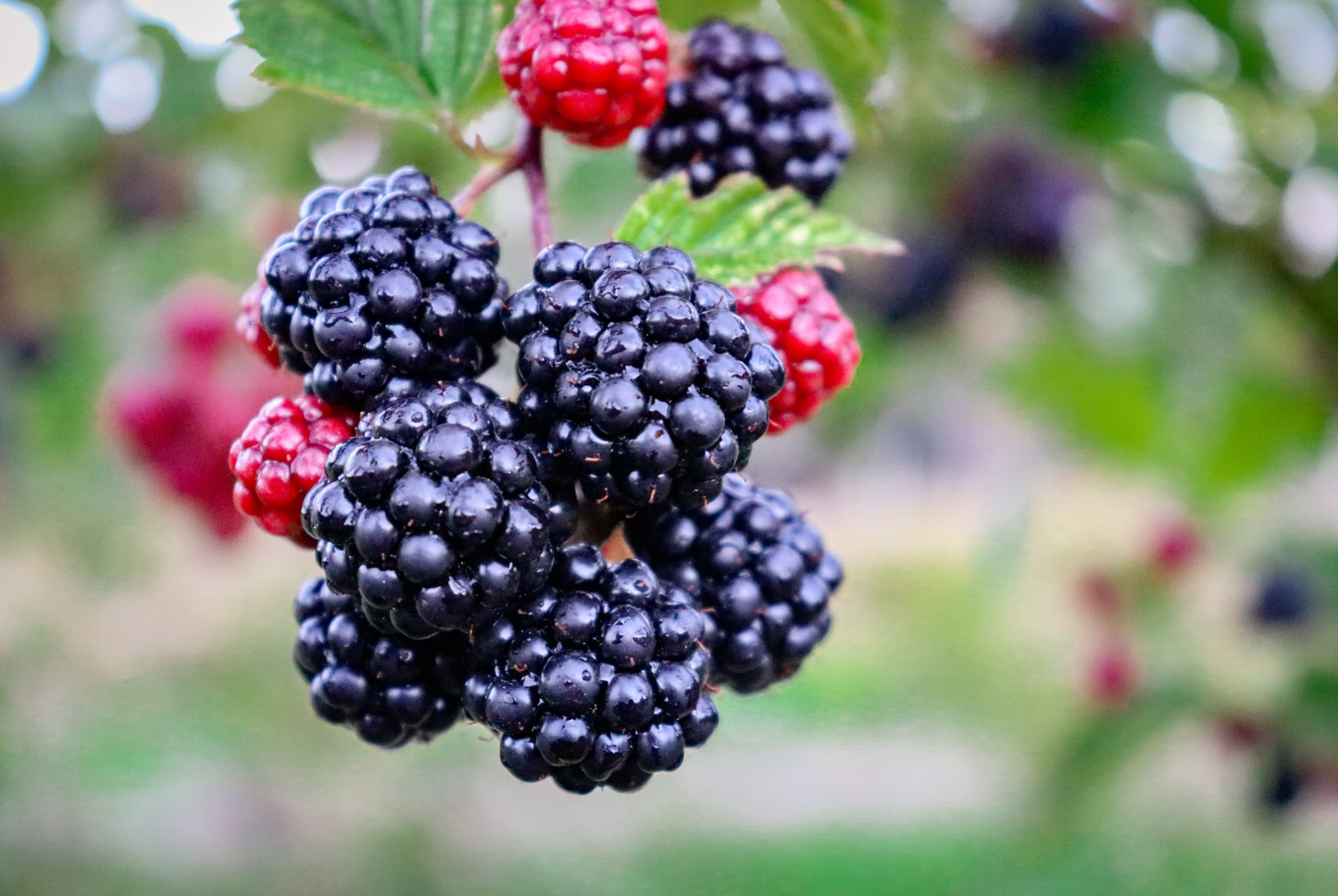 Rabbit & Blackberry - Pet Supplier Store