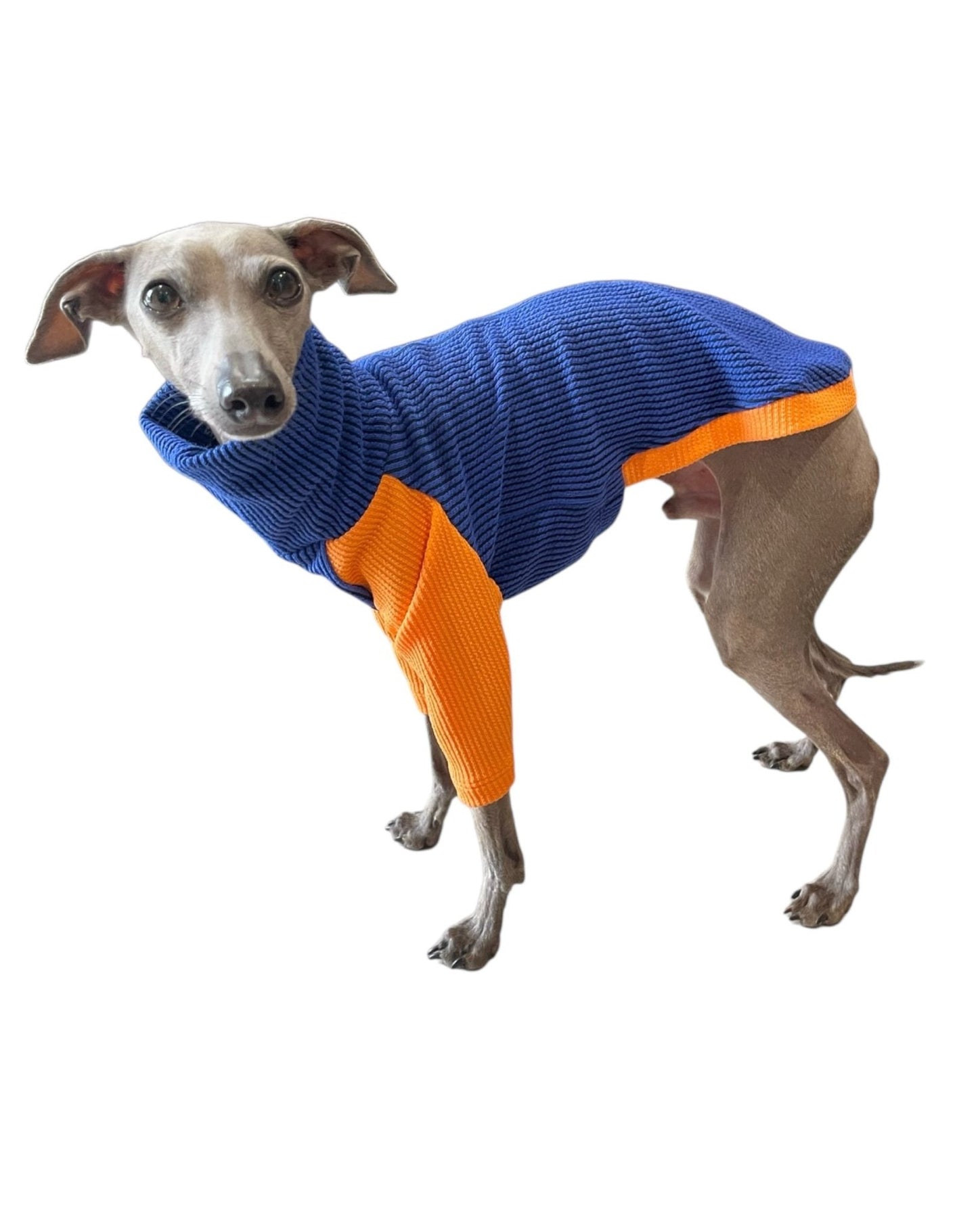 Ribbed Jersey T-Shirt - Orangina - Pet Supplier Store