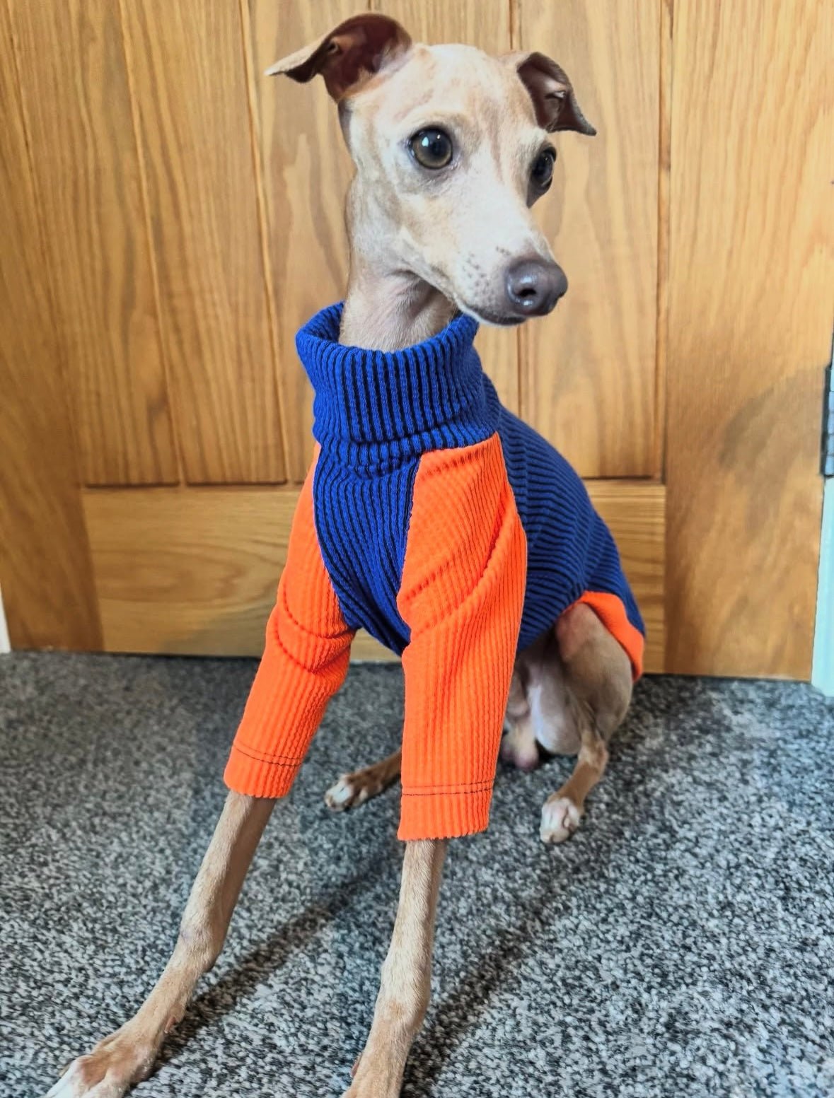 Ribbed Jersey T-Shirt - Orangina - Pet Supplier Store