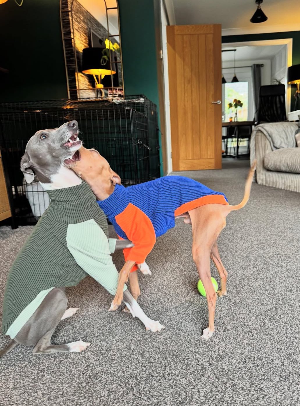 Ribbed Jersey T-Shirt - Orangina - Pet Supplier Store