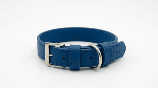 Royal Blue Leather Dog Collar - Pet Supplier Store