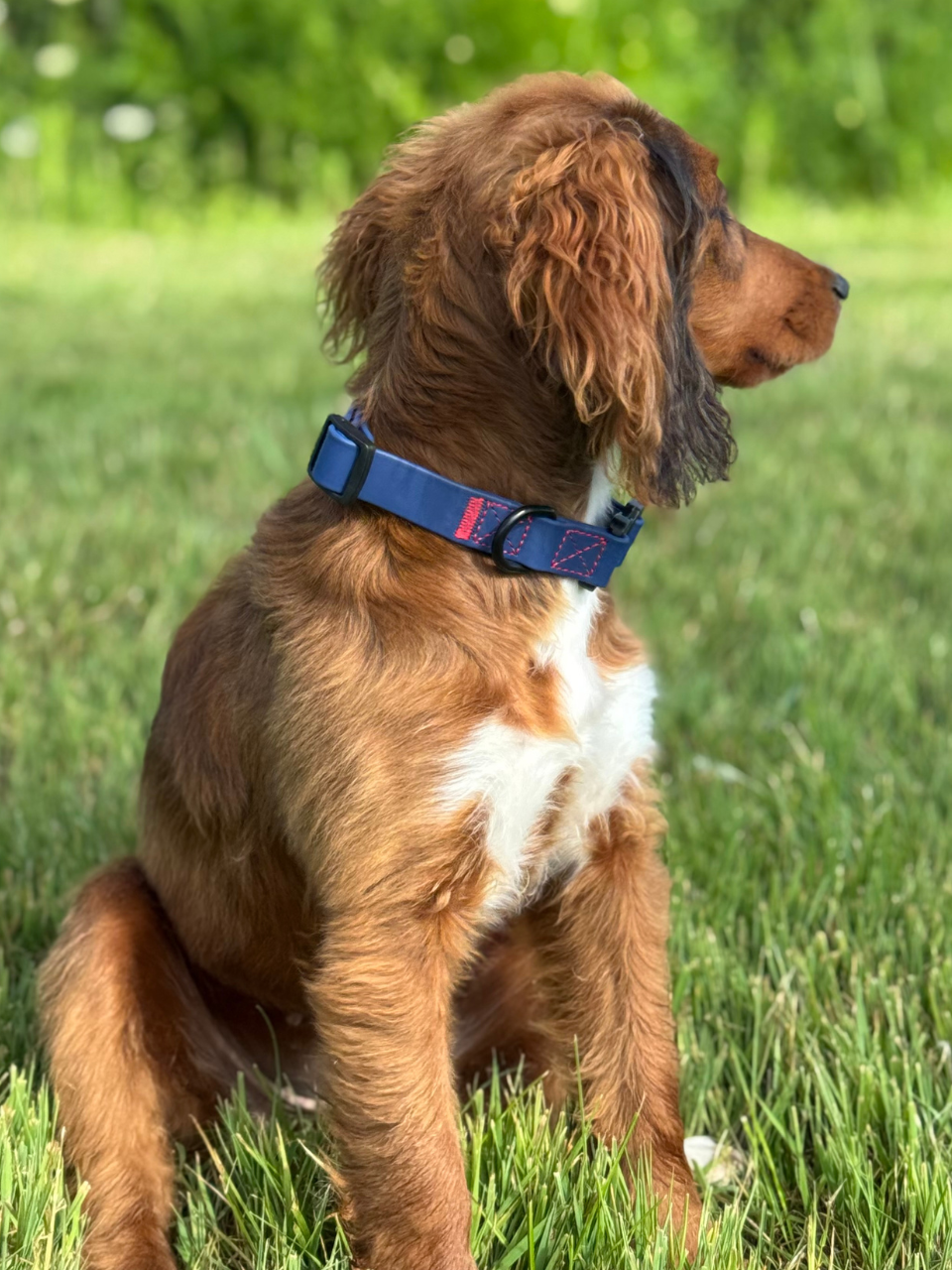 Rufus Dog Collar - Blue - Pet Supplier Store