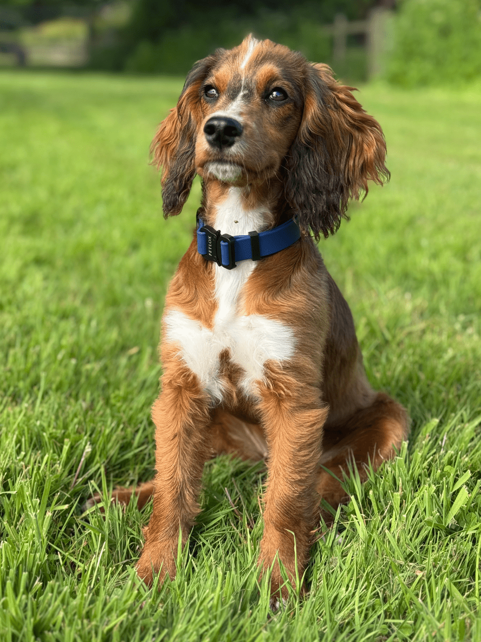 Rufus Dog Collar - Blue - Pet Supplier Store