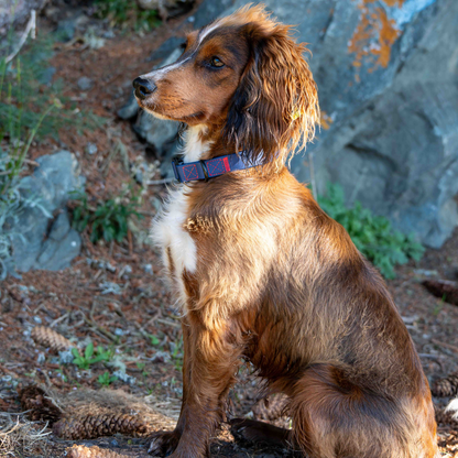 Rufus Dog Collar - Blue - Pet Supplier Store