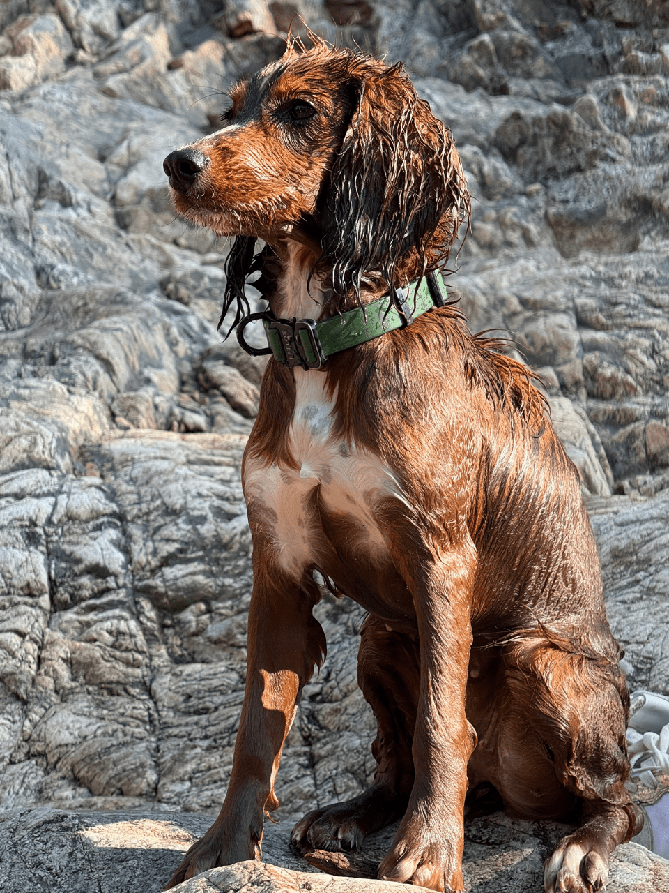 Rufus Dog Collar - Green - Pet Supplier Store