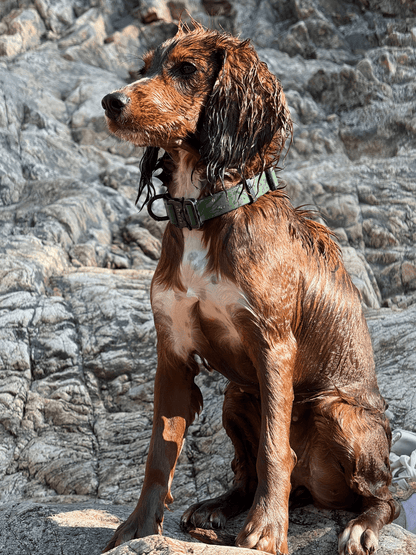 Rufus Dog Collar - Green - Pet Supplier Store