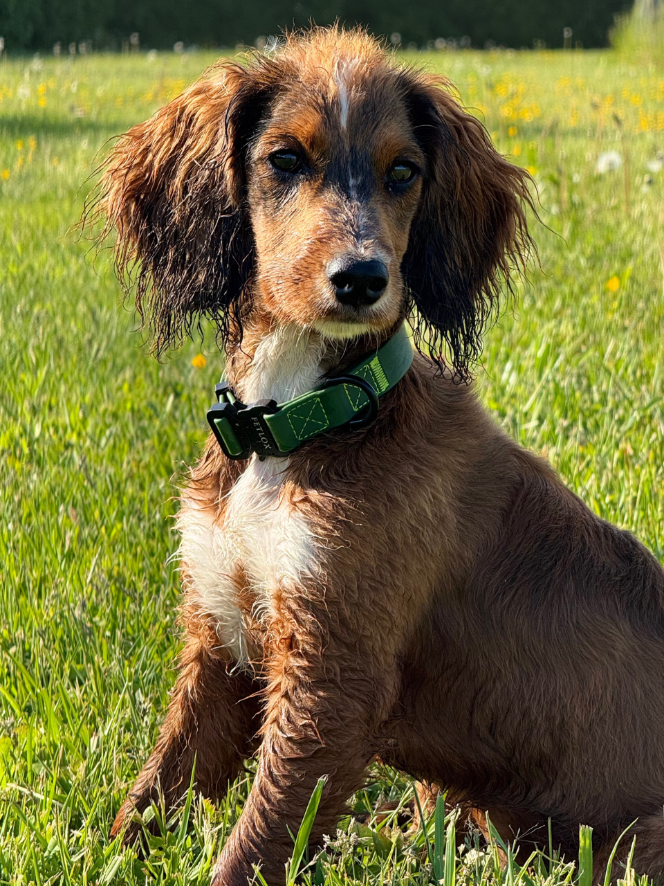 Rufus Dog Collar - Green - Pet Supplier Store
