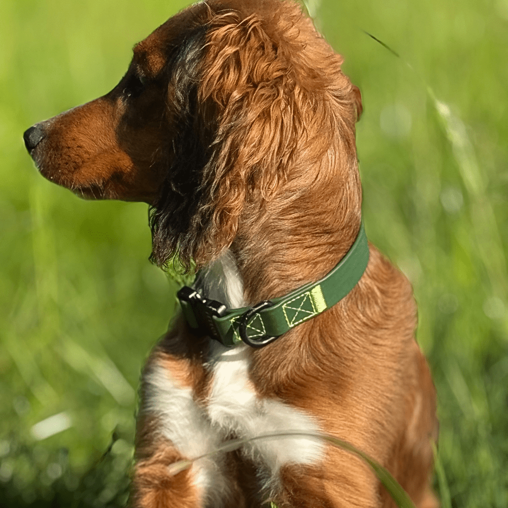 Rufus Dog Collar - Green - Pet Supplier Store