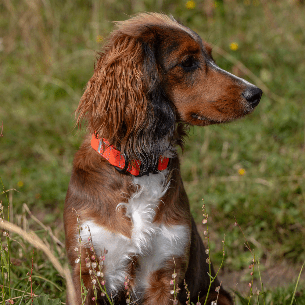 Rufus Dog Collar - Orange - Pet Supplier Store