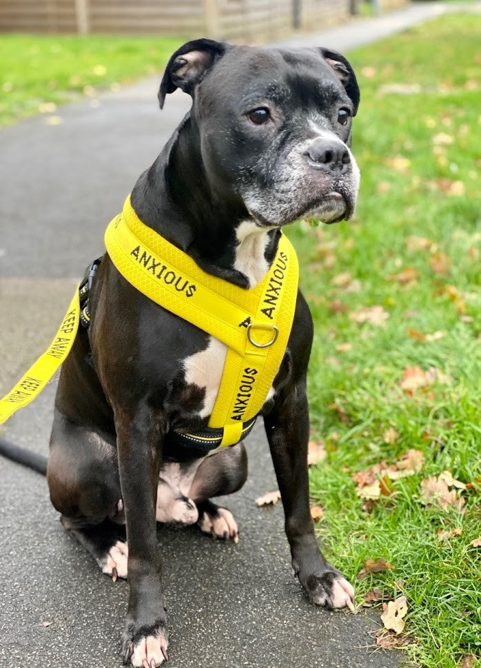 Yellow Padded Harness