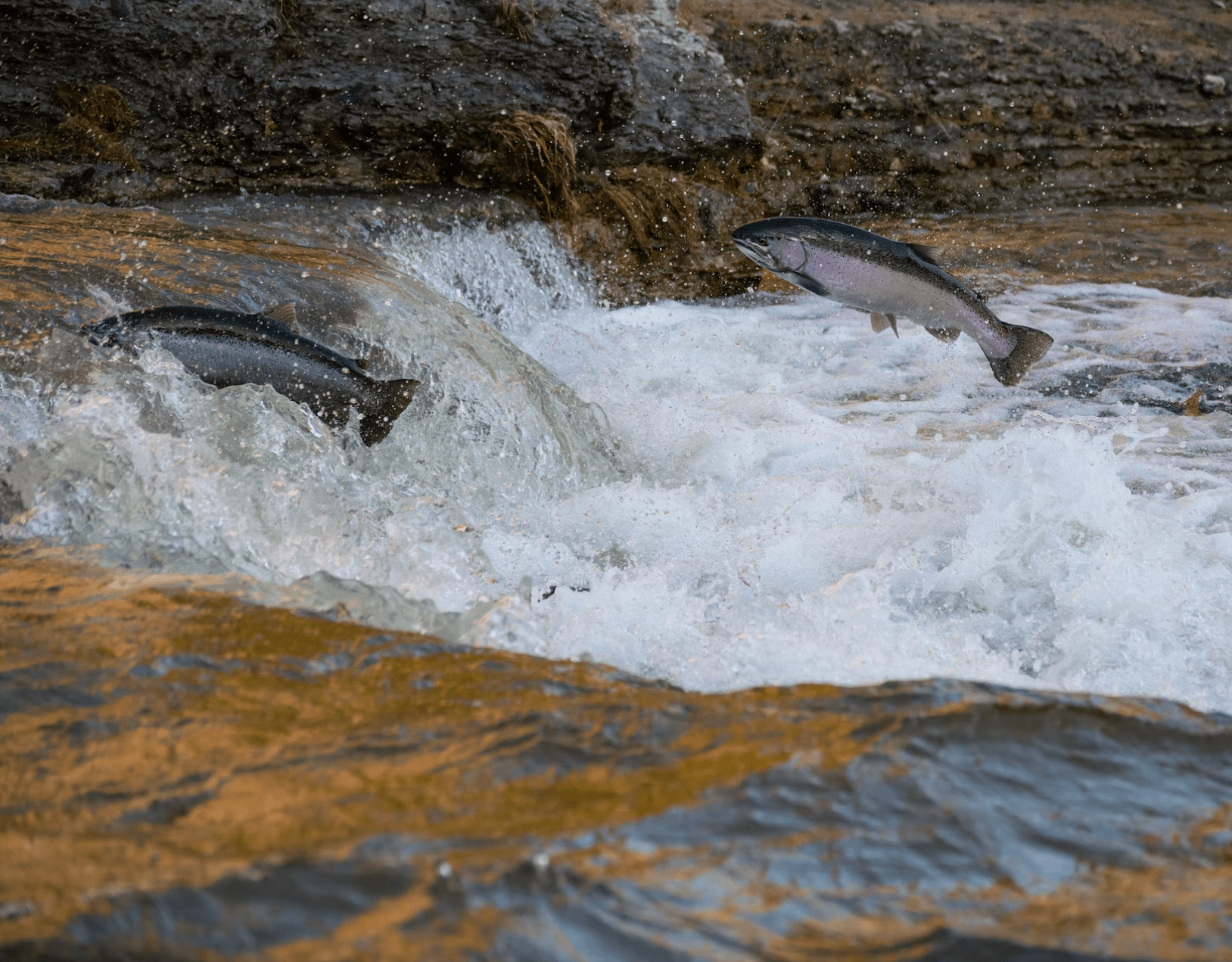 Scottish Salmon - Pet Supplier Store