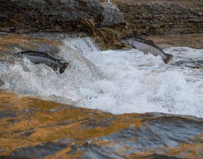 Scottish Salmon - Pet Supplier Store