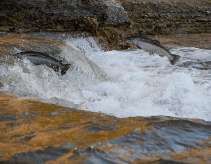 Senior - Scottish Salmon - Pet Supplier Store