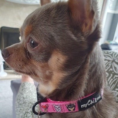Signature Pink Chihuahua Print Exclusive Designer Collar by My Chi and Me - Pet Supplier Store