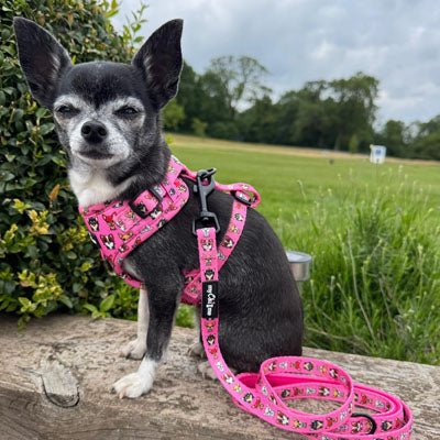 Signature Pink Chihuahua Print Exclusive Lead by My Chi and Me - Pet Supplier Store