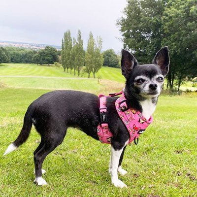 Signature Pink Chihuahua Print Exclusive Small Dog Harness by My Chi and Me - Pet Supplier Store